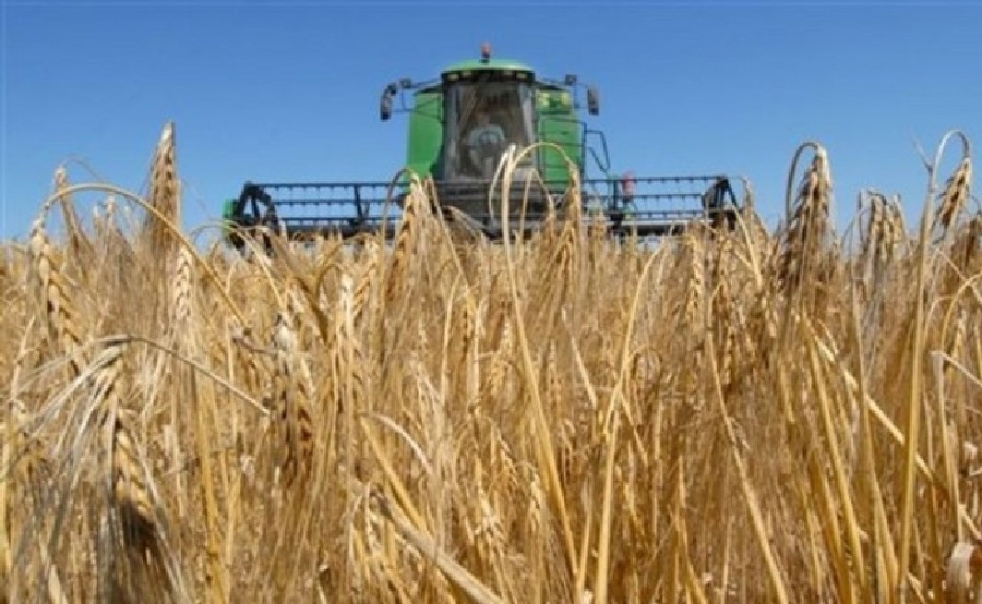 В Северном Казахстане собрано 5,6 миллиона тонн зерна