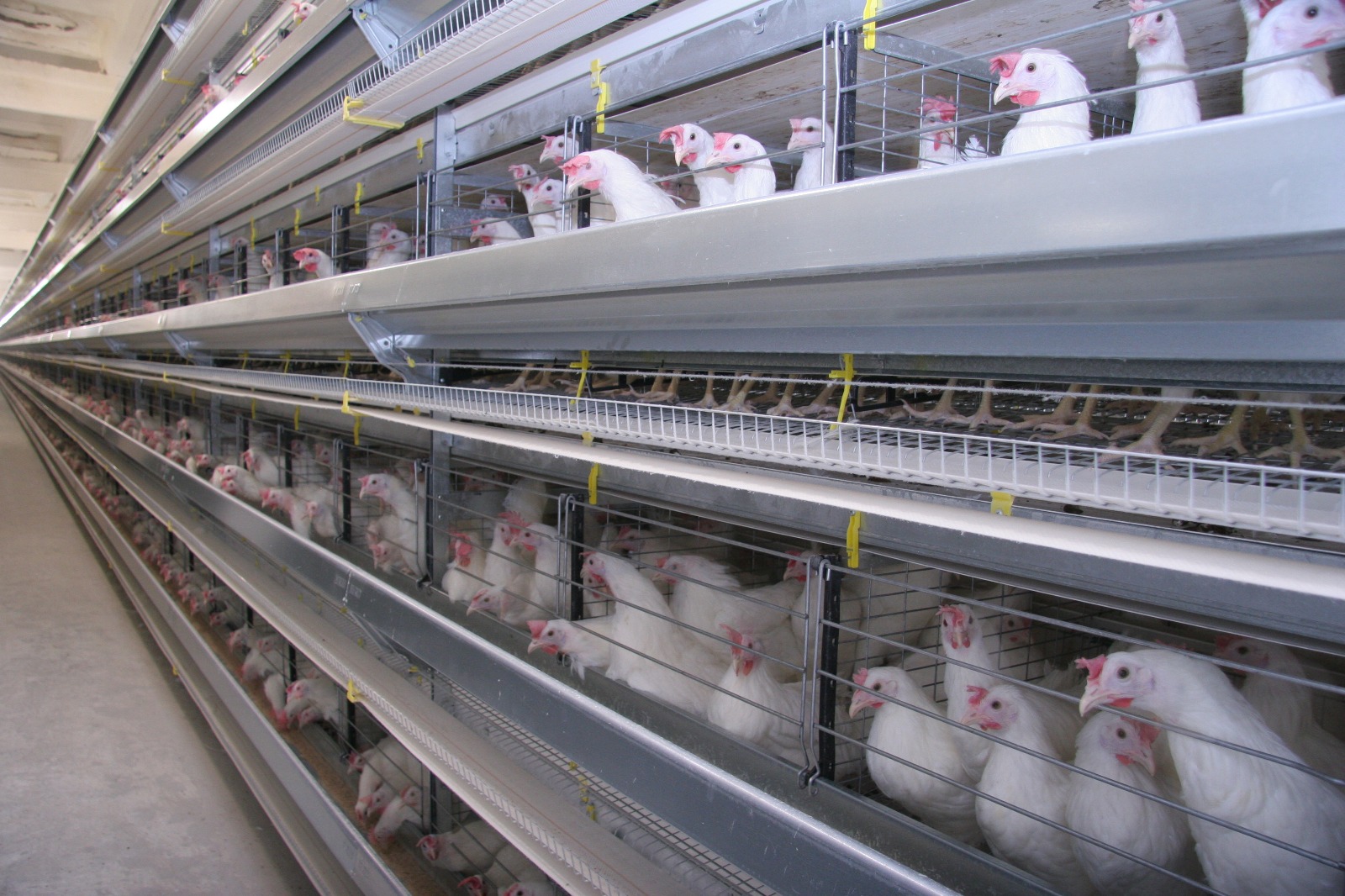 Благодаря цифровым технологиям в ЮКО в 5 раз возросло производство мяса птицы 