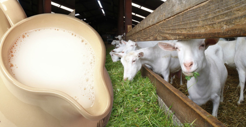 В ЮКО впервые приступили к выпуску продукции из козьего молока