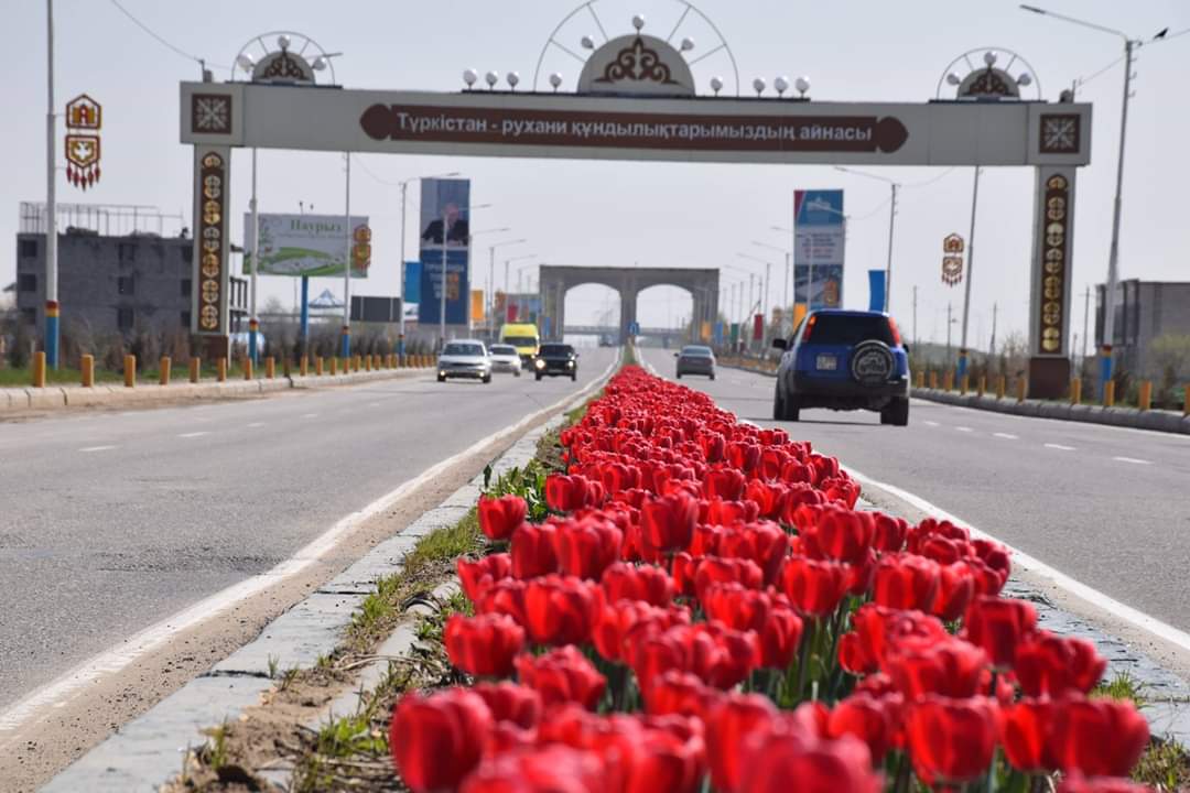 В Туркестане зацвели больше 300 тысяч тюльпанов