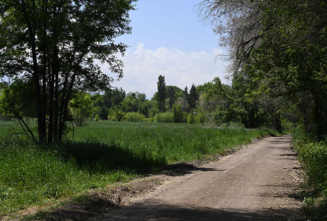 В Алматы намерены отказаться от химобработки зеленых насаждений