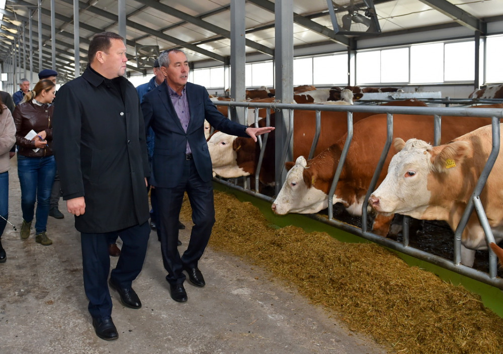 Молочную ферму по евростандартам запустили в СКО
