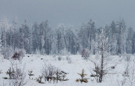 Холодная погода и туман ожидаются в большинстве регионов Казахстана
