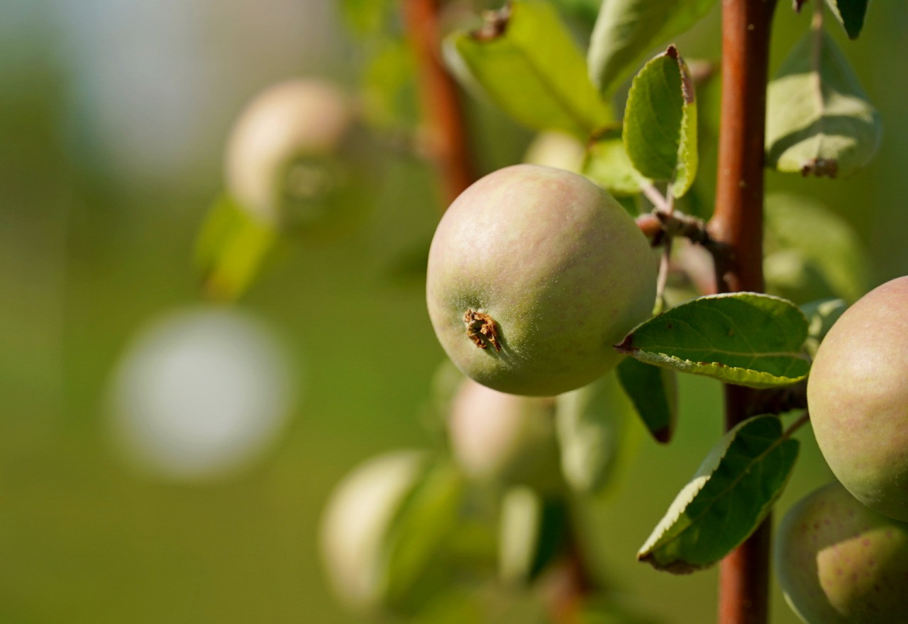 Первые плоды дали высаженные в прошлом году в столице яблони