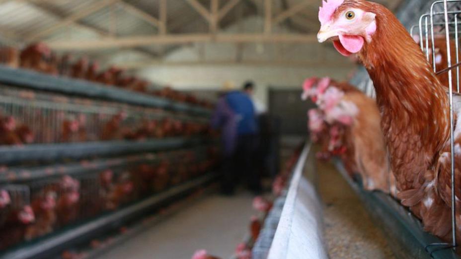 Еще 3 села Костанайской области закрыли на карантин из-за птичьего гриппа