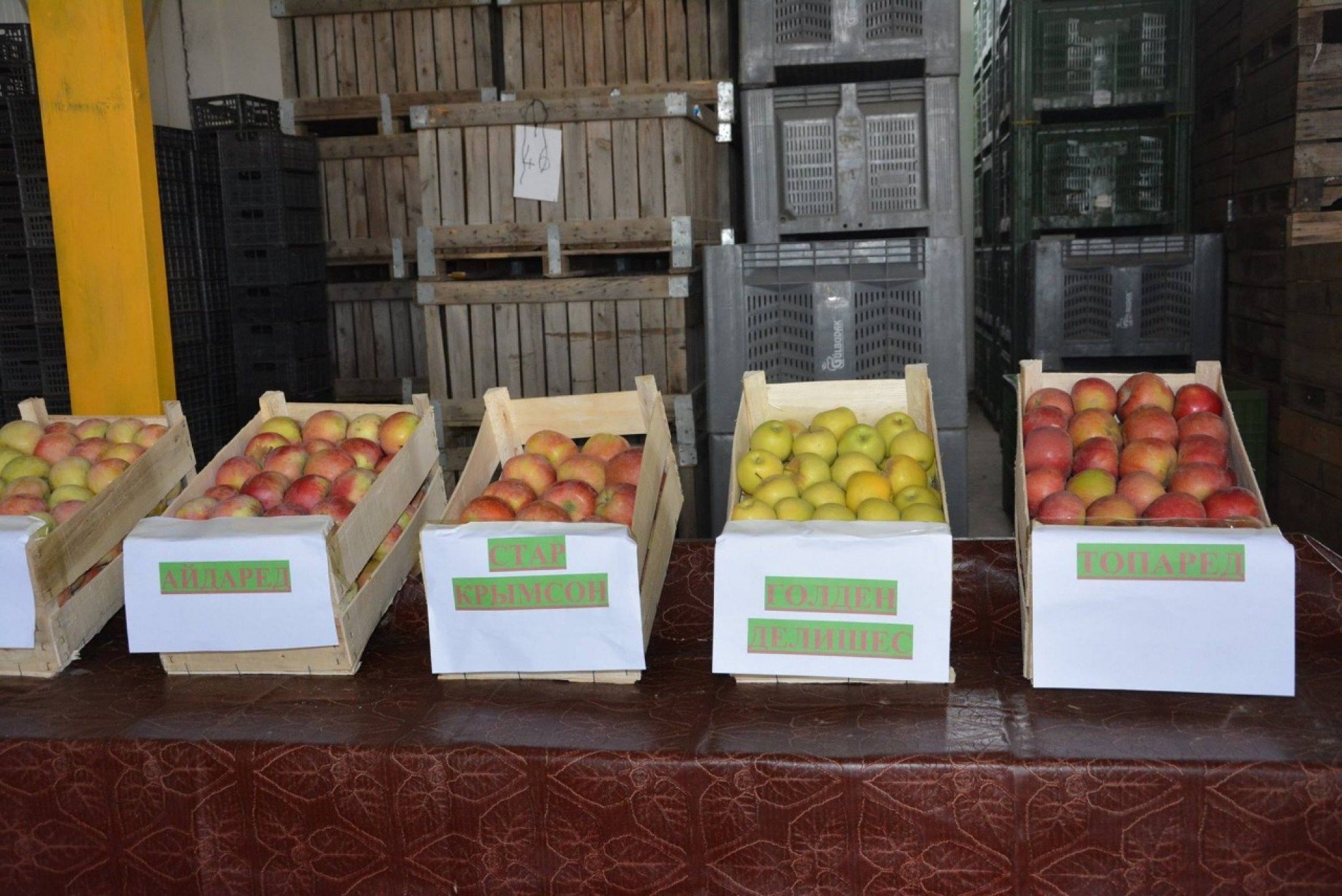Садоводы Казыгурта в этом году собрали 24 тысячи тонн фруктов
