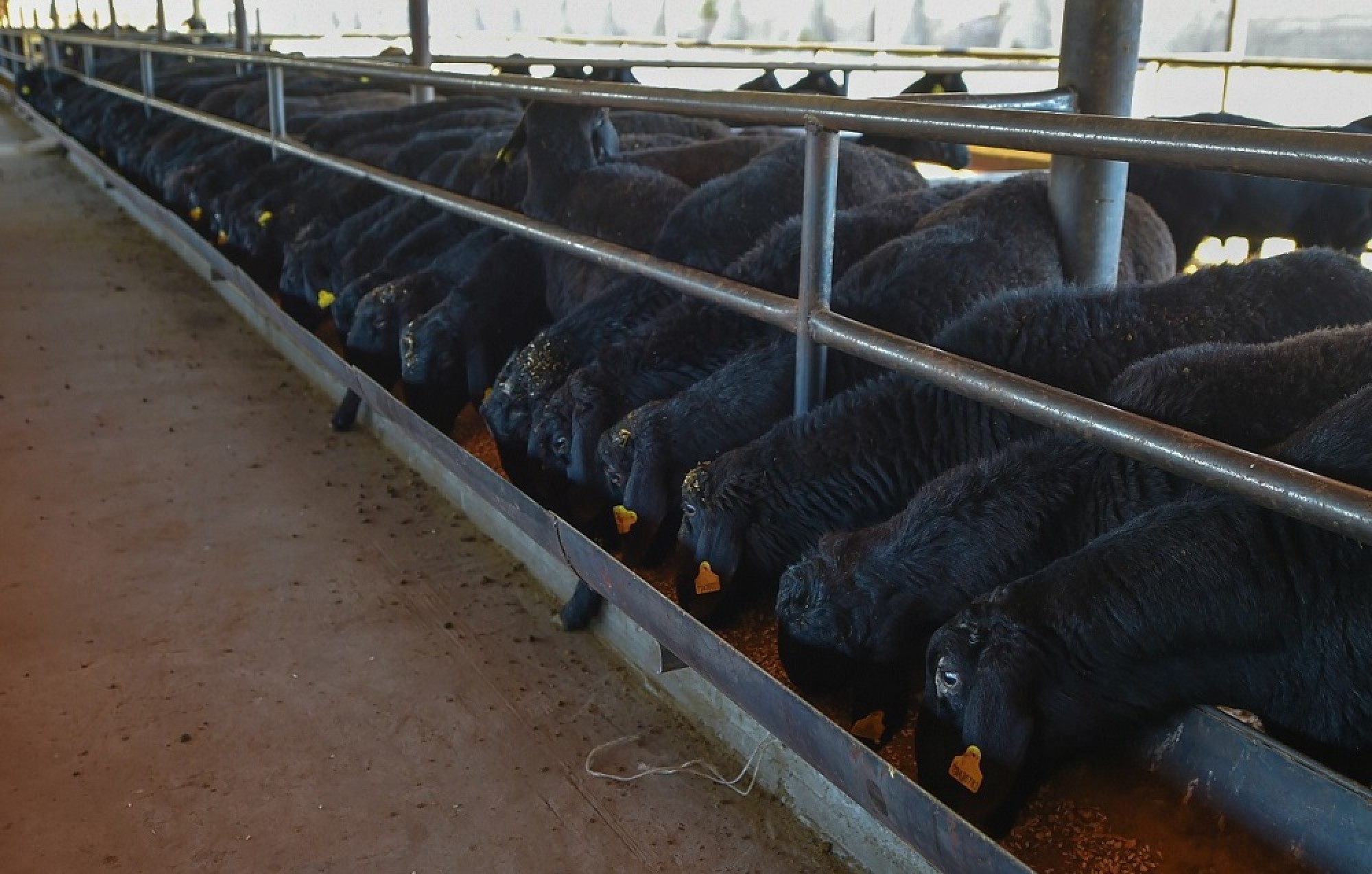 В Казыгурте строят откормочный комплекс на 10 тысяч голов овец