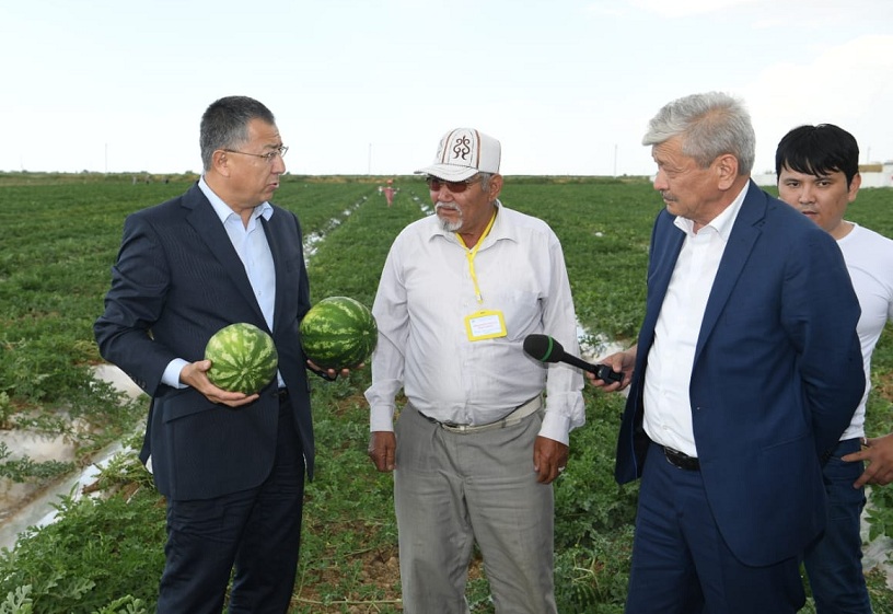 На юге Казахстана посадили бахчевые культуры на 51,5 тысячи гектарах