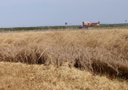В Туркестанской области завершается уборка зерновых