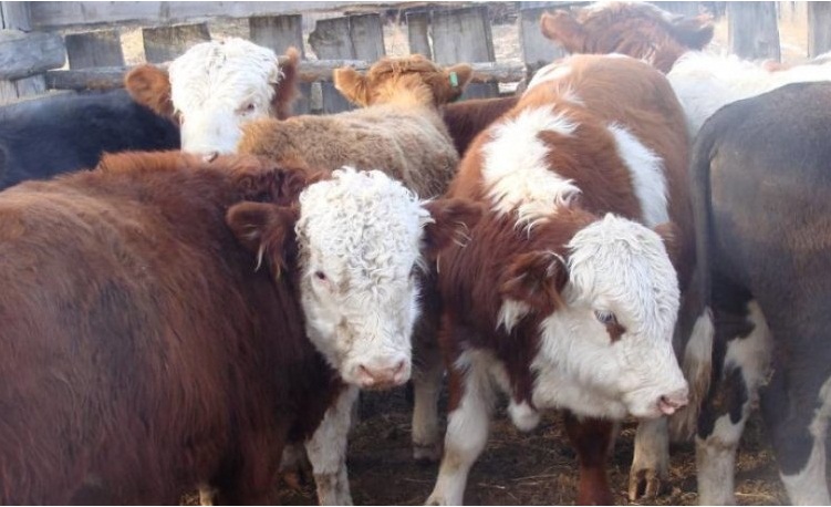 Туркестан: С начала года в Сайрамском районе экспортировано 700 тонн мяса