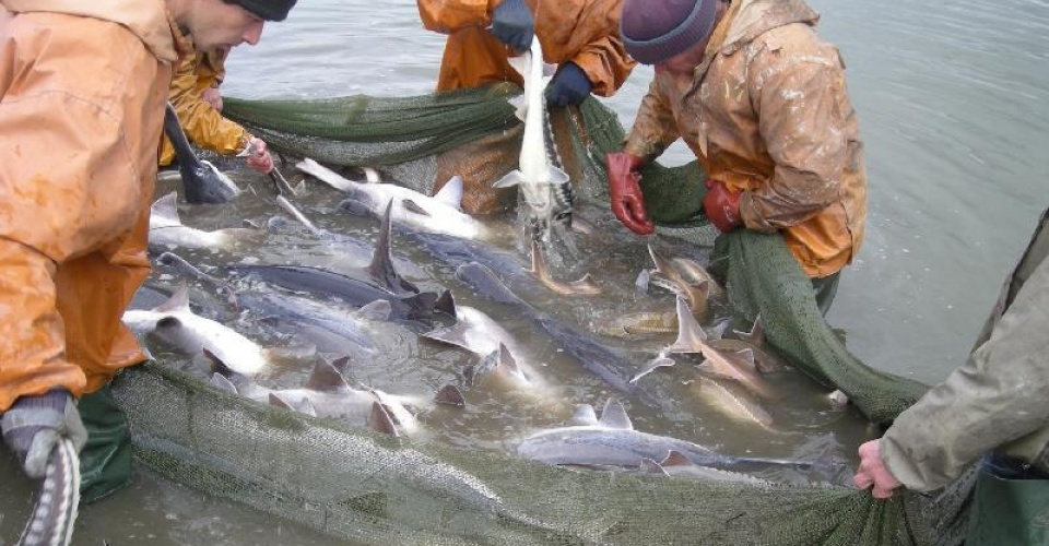 В ВКО наказаны 577 нарушителей в сфере рыбного хозяйства