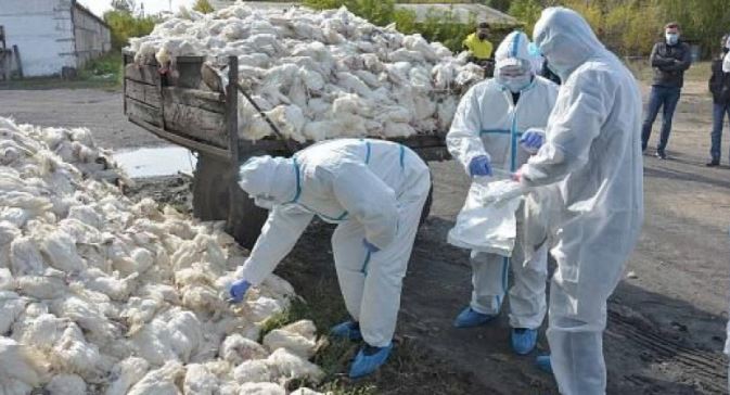 Птичий грипп убил 180 000 кур за сутки в СКО