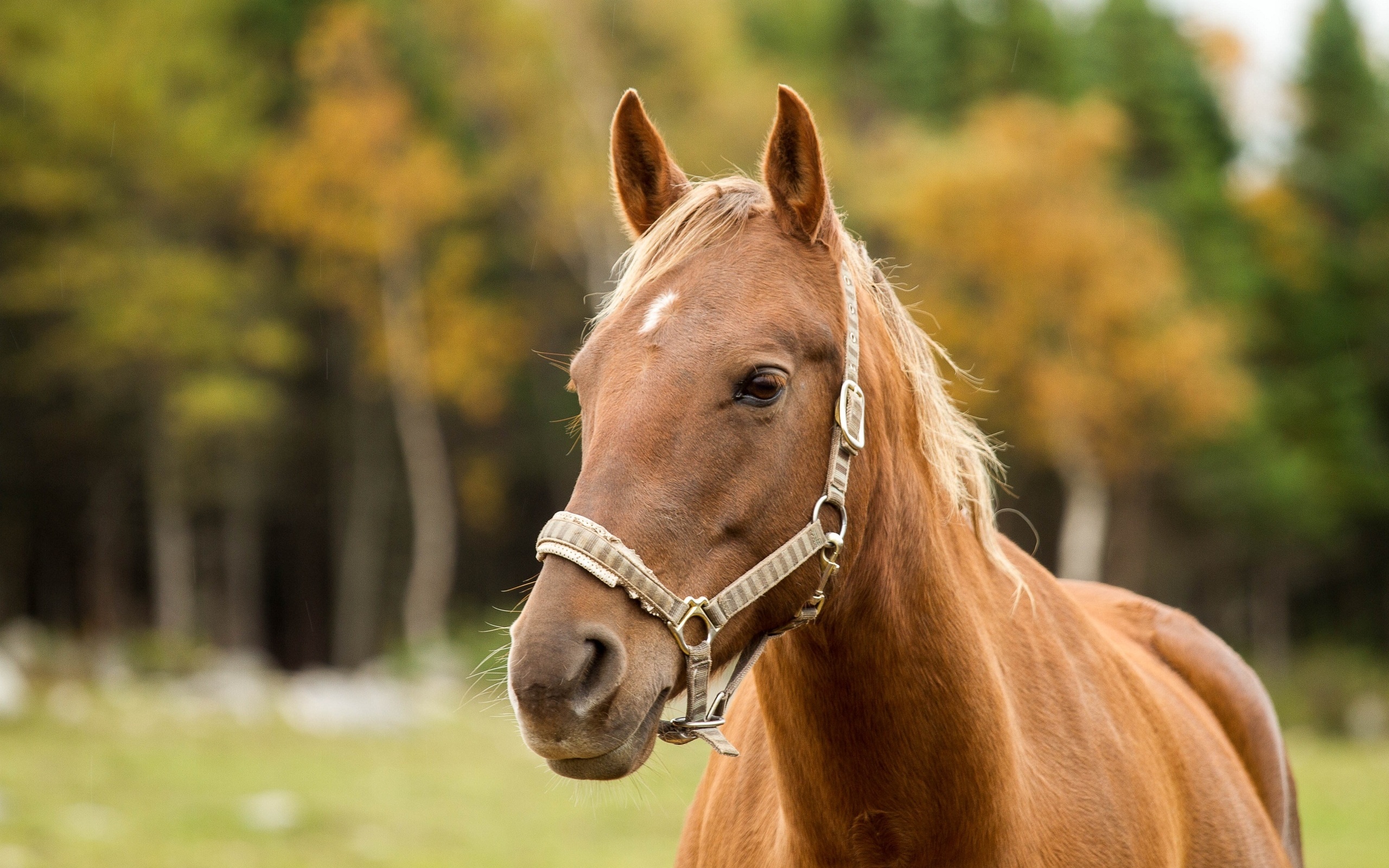 Сельчане заявили о гибели лошадей от неизвестной болезни