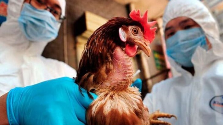 Больше 870 тысяч голов погибли от птичьего гриппа в Казахстане