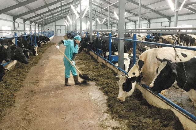 52 молочные фермы построят за три года в СКО