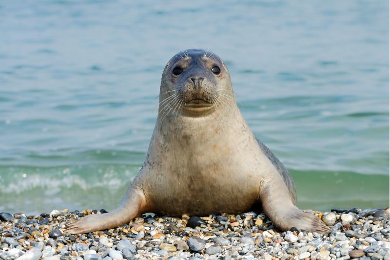 Казахстанские ученые развеяли миф о полезных свойствах жира каспийского тюленя