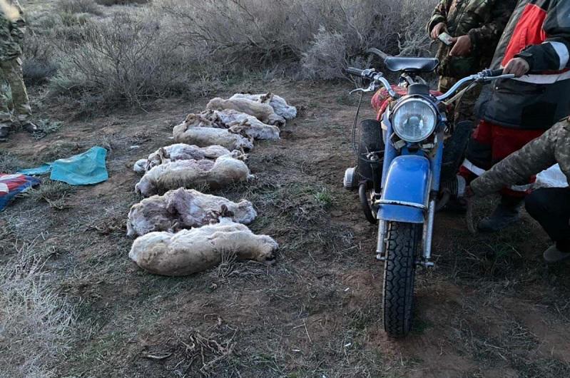 В Туркестанской области задержали браконьеров с тушами краснокнижных сайгаков