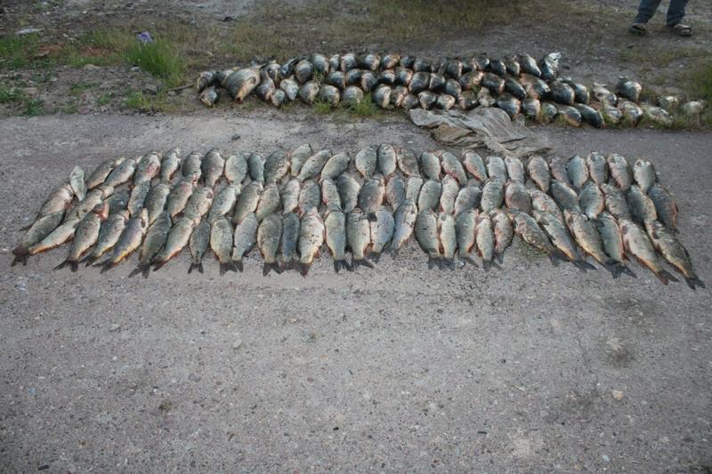 В Туркестанской области снова задержали браконьеров