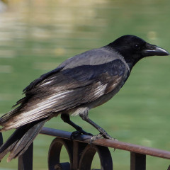 Қарғаның есте сақтау қабілеті бар