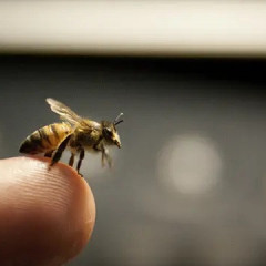 Ажалдан құтқарған ара