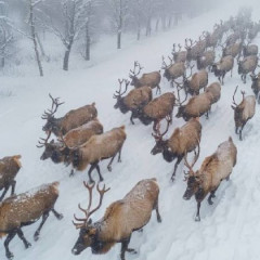 Бұғылар көші