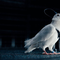 Биодрон-көгершіндер