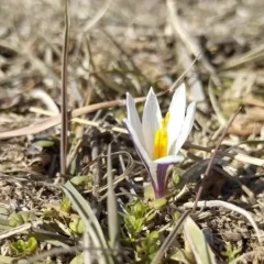 Іле Алатауында бәйшешек гүлдеді