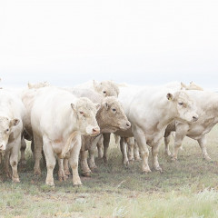 Ет экспортына талап жоғары