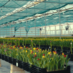 Атырауда қызғалдақ өсіріледі