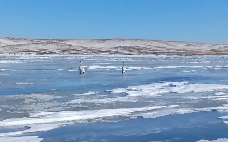 Ақсуға оралған аққулар