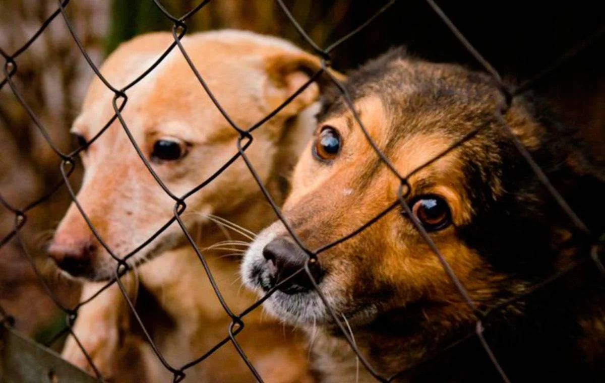 Қазақстанда иесіз жануарларды тегін вакцинациялау тоқтатылады